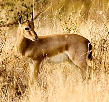 Kutch Desert Wildlife Sanctuary Gujarat