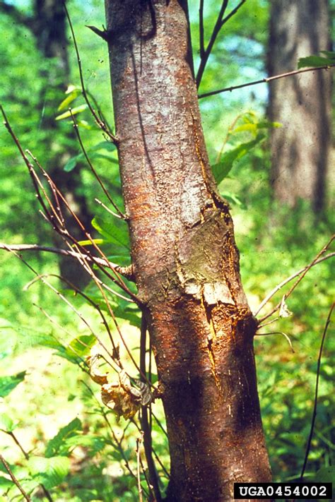 chestnut blight or canker (Cryphonectria parasitica)