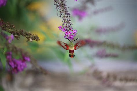 Hummingbird Sphinx Moth Photograph by Theresa Campbell | Fine Art America