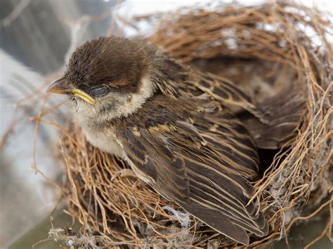 House Sparrow Nesting (Behavior, Eggs + Location) | Birdfact