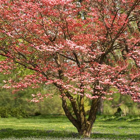 Red Flowering Dogwood Trees for Sale– FastGrowingTrees.com