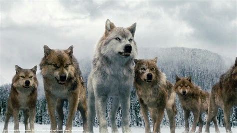 Les premiers loups garous du film Twilight la finale ... | Twilight wolf, Twilight wolf pack ...