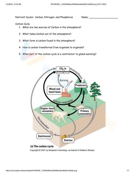 Nutrient Cycle Worksheet Collection For Teaching & Learning - Worksheets Library