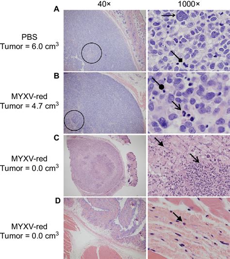 Tumor histopathology (h&e). Notes: representative images of tissue from ...