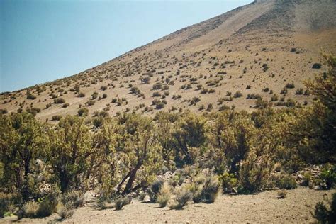 Treeline ecotone patterns matter | Ecography