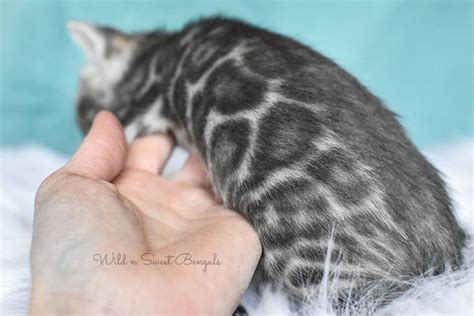 Blue Bengal Cats & Kittens for Sale 🐱 | Wild & Sweet Bengals | Bengal cat kitten, Bengal cat ...