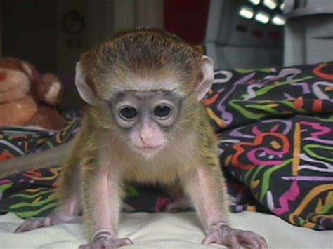 Beautiful Capuchin, monkeys for adoption