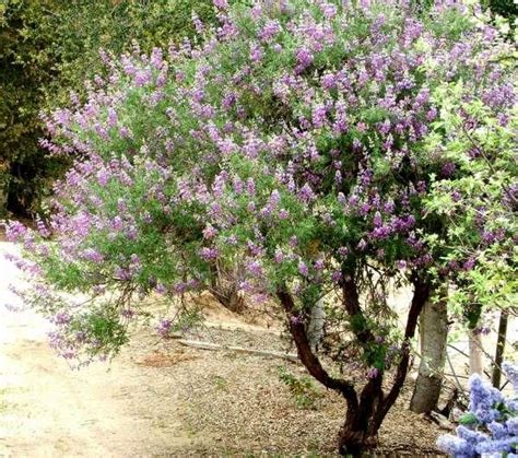 Silver Bush Lupine, California native, full sun, blooms spring-august, 3-5' tall. "Use as a ...