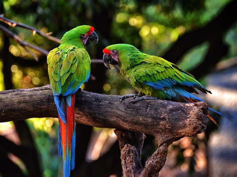 Military Macaw | Military Macaws in Medellin | Kai Wulf | Flickr