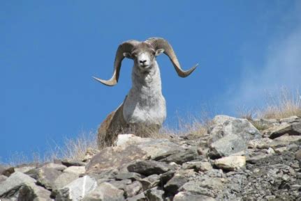 CMS: International Action Plan Argali Conservation - English | The ...