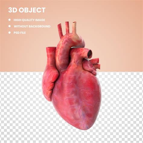 Anatomía del corazón 3d | Archivo PSD Premium