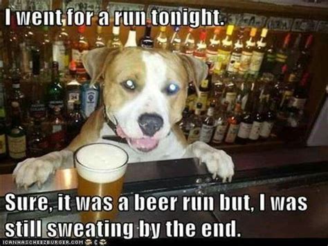 Beer run | Funny animal pictures, Funny animals, Funny animal memes