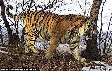 Harimau Siberia Minta Bantuan Manusia « MYNEWSHUB