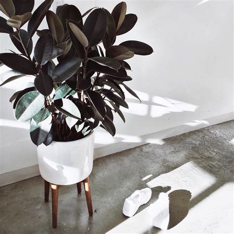 10 Chill Indoor Plants for Minimalist Homes | carmenjavier.co