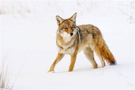 Coyote - Snow[Explored] | www.instagram.com/bernieduhamel61/… | Flickr