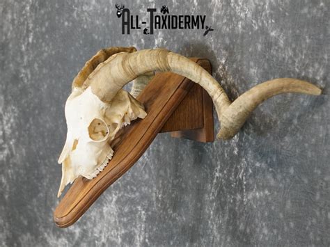 Cashmere Goat european skull taxidermy for sale SKU 2172 - All Taxidermy