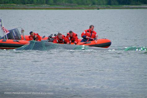 Stranding Response - Petersburg Marine Mammal Center