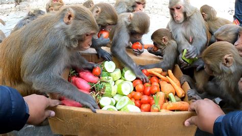 monkey eat verities of vegetables | Best food for monkeys | feeding ...