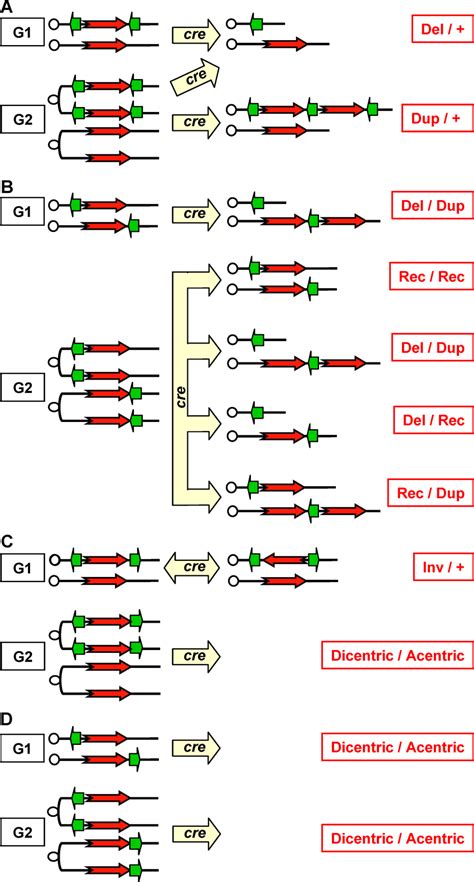 The Different Types of Chromosomal Rearrangements Produced by the... | Download Scientific Diagram