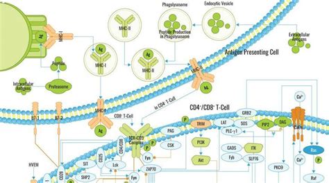 TCR Signaling Pathway | BosterBio