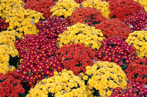 Mums 101: Everything you need to know about fall's favorite flower