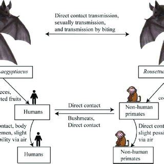 Transmission and spread of Marburg virus. Reservoirs of the Marburg ...