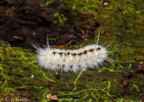 On the Subject of Nature: Fact Check: "Poisonous Canadian Caterpillar ...