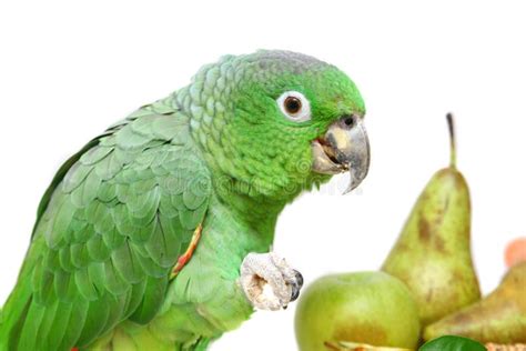 Mealy Amazon Parrot Eating on White Stock Image - Image of domestic, animal: 42183081