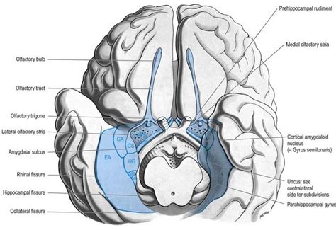 Cerebral Hemispheres | Clinical Gate