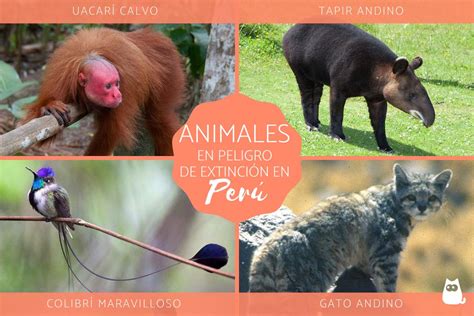 23 Animales en peligro de EXTINCIÓN en Perú - Lista con FOTOS