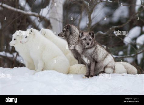 Arctic fox in winter Stock Photo - Alamy