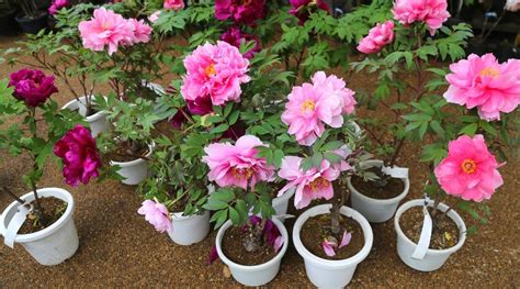 How To Plant and Care For Peonies in Pots - TheArches