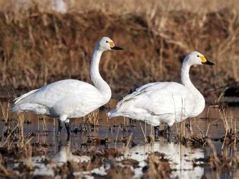 Tundra Swan Identification