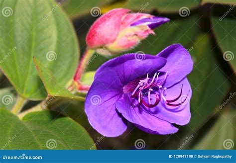 Beautiful Ornamental Flowers in the Kodaikanal Chettiar Park. Stock Photo - Image of gross ...