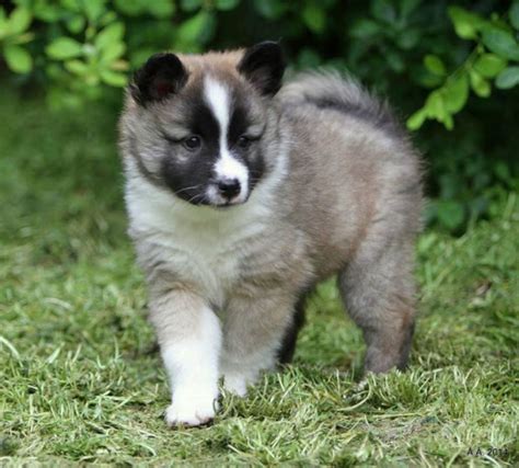 Icelandic Sheepdog vs Basset Hound - Breed Comparison