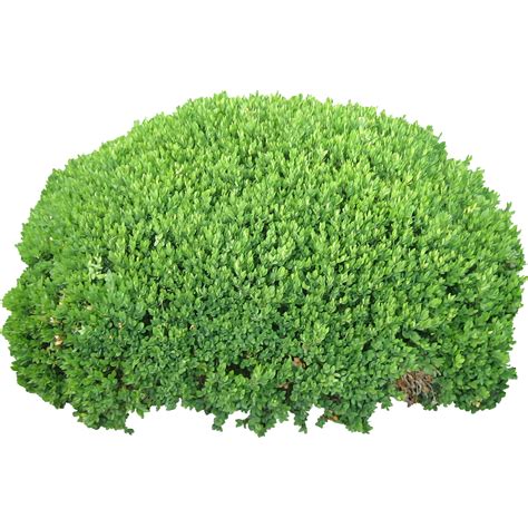 Free Bushes Transparent Background, Download Free Bushes Transparent Background png images, Free ...