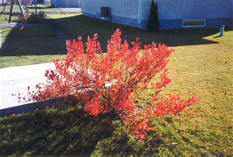 Western Sandcherry (Prunus besseyi) in Denver Arvada Wheat Ridge Golden Lakewood Colorado CO at ...