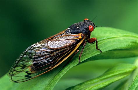 Why Do Some Cicadas Appear Only Every 17 Years? | Britannica