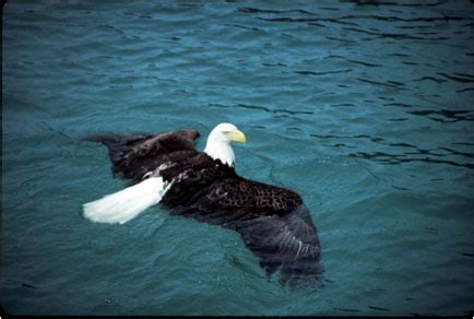 Swimming Eagle | NEVER MONDAY CHARTERS (907) 612-0458