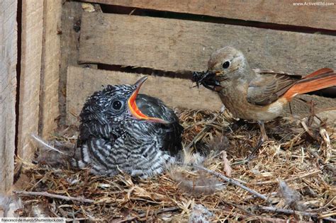 Types of Birds: Bird Families From All Around The World - Pictures & Facts