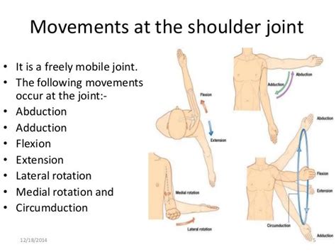 Exercise physiology, Movement, Shoulder joint