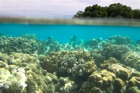 Black Coral Island – Pohnpei Eco-Adventure Guide