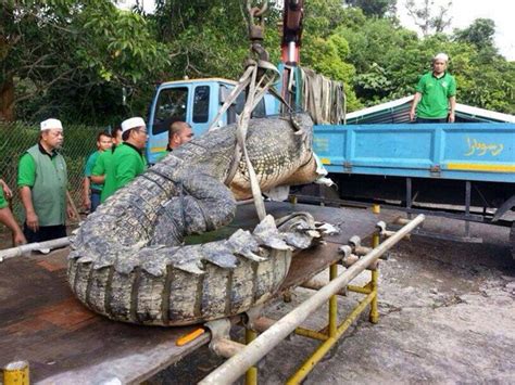 Giật mình trước hình ảnh cá sấu khổng lồ dài 4,6m ở Brunei