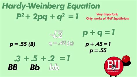 Hardy Weinberg Equation