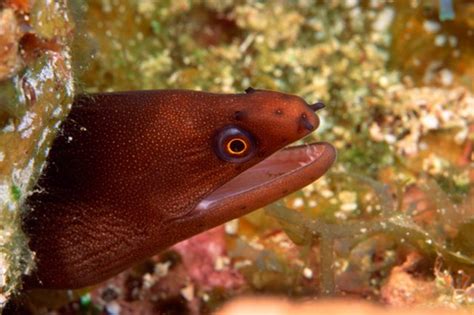 What Do Eels Eat? | Cuteness