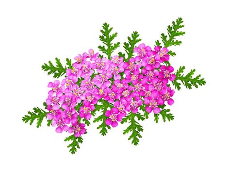 Pink Yarrow Flowers and Leaves in a Floral Arrangement Stock Photo ...