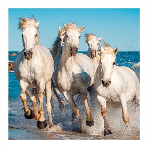 Our last #rangeofthemonth for November are these wild horses galloping along the beach. We hope ...