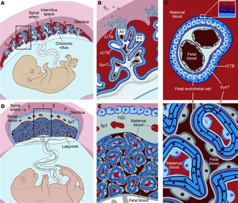 JCI - The placenta: transcriptional, epigenetic, and physiological ...