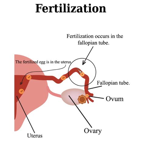 Fertilization Diagram