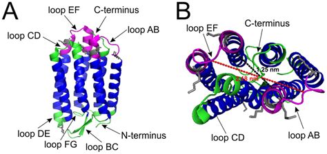 Crystal structure of bacteriorhodopsin (PDB accession number 1IW6). A ...